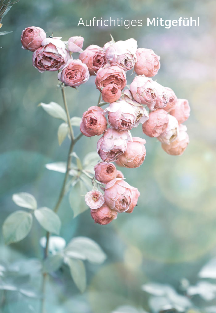 Trauer - Rosen in diffusem Licht