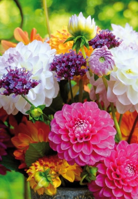 Blumen - Dahlien im bunten Strau?
