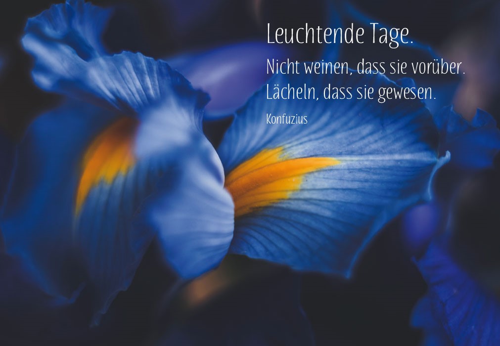 Trauer - gelb, blaue Blüte in Dunkelheit