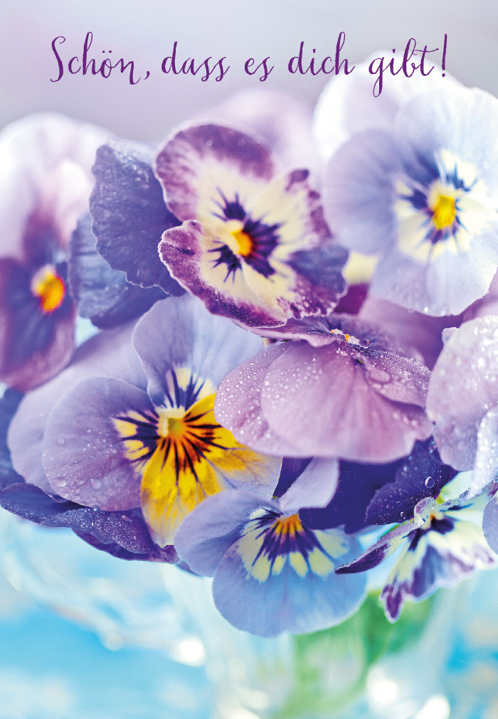 Blumen - lila Stiefmütterchen